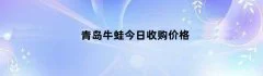 青岛牛蛙今日收购价格