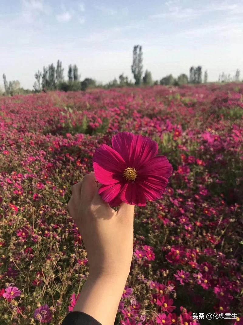 波斯菊----自由,纯洁,永远的快乐