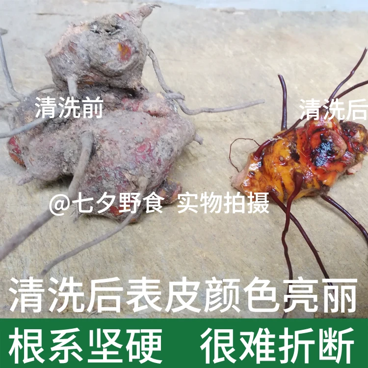秦岭野采新鲜菝葜金刚刺金刚藤根拔葜马甲头500g包邮2斤送半斤-图1
