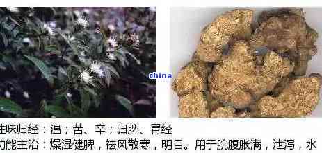 茶叶树根煮水的主治功能及其作用解析