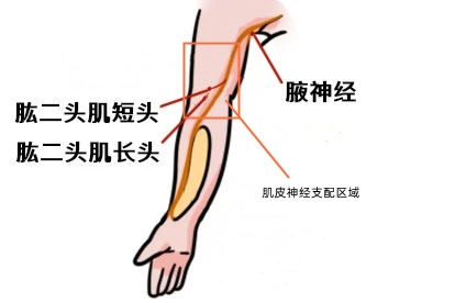 肌皮神经支配