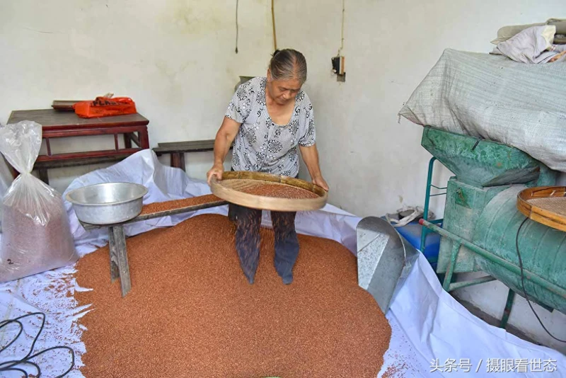 这样的高粱才是酿造茅台酒所需的糯高粱 能卖到3.6元每斤