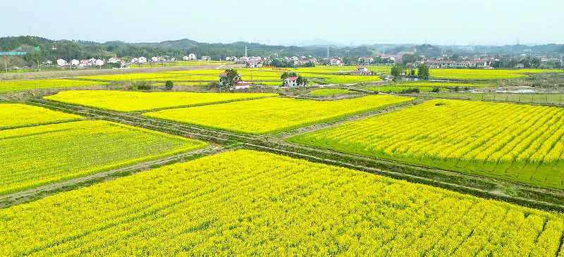 清溪村油菜花 富了口袋养了眼