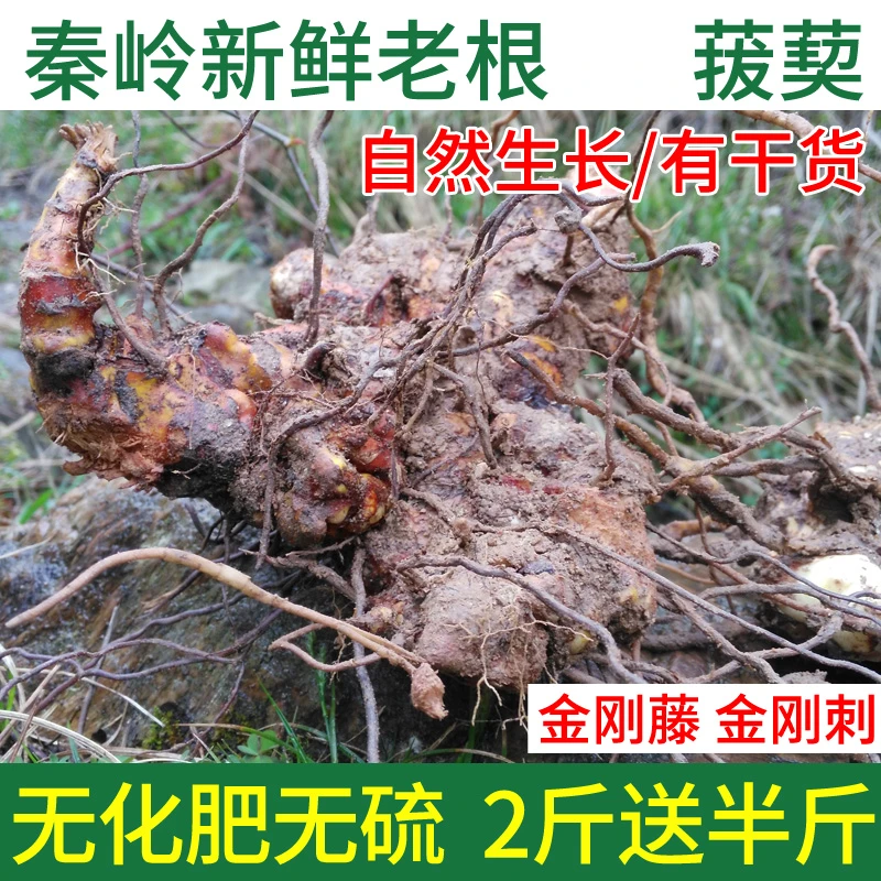 秦岭野采新鲜菝葜金刚刺金刚藤根拔葜马甲头500g包邮2斤送半斤-封面