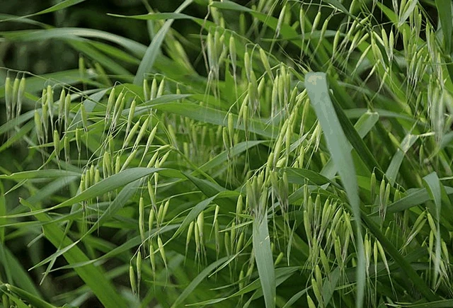 野燕麦