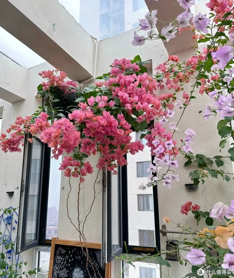 天津一太太的“三角梅花树”,仙气飘飘开满花,妥妥的视觉盛宴