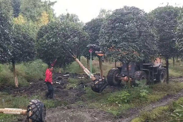高杆桂花为什么比普通的矮分枝桂花贵一些