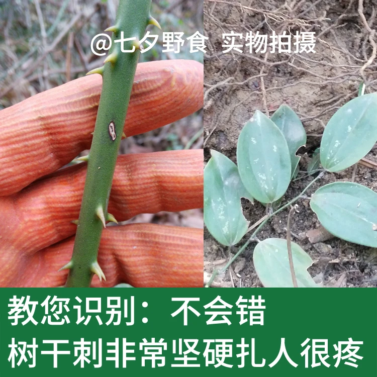 秦岭野采新鲜菝葜金刚刺金刚藤根拔葜马甲头500g包邮2斤送半斤-图2