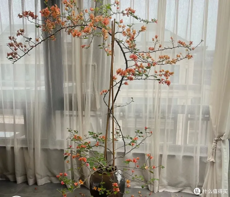 天津一太太的“三角梅花树”,仙气飘飘开满花,妥妥的视觉盛宴