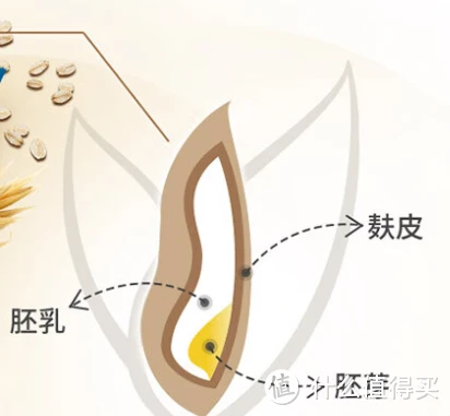 今天你吃了吗?如何吃出燕麦的美味和营养!篇一