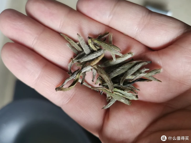 震惊!易武铜箐河殿堂级古树!嘎嘎嘎!