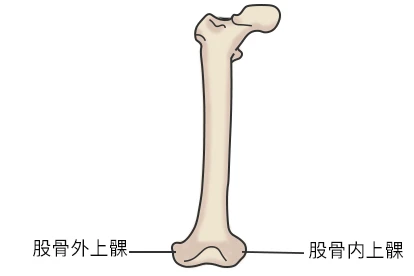 股骨髁图片