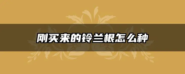 刚买来的铃兰根怎么种