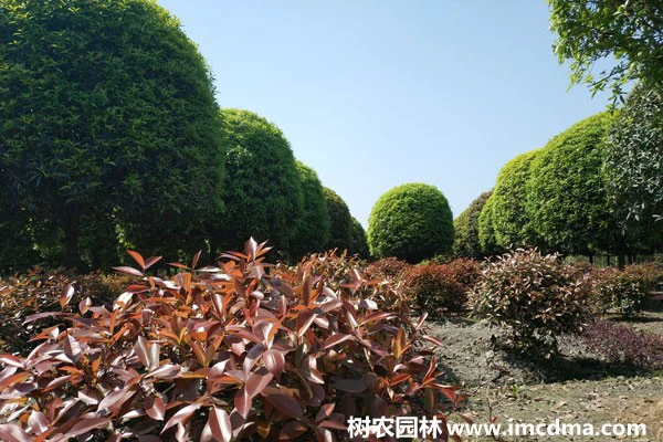 大树冠多次修剪