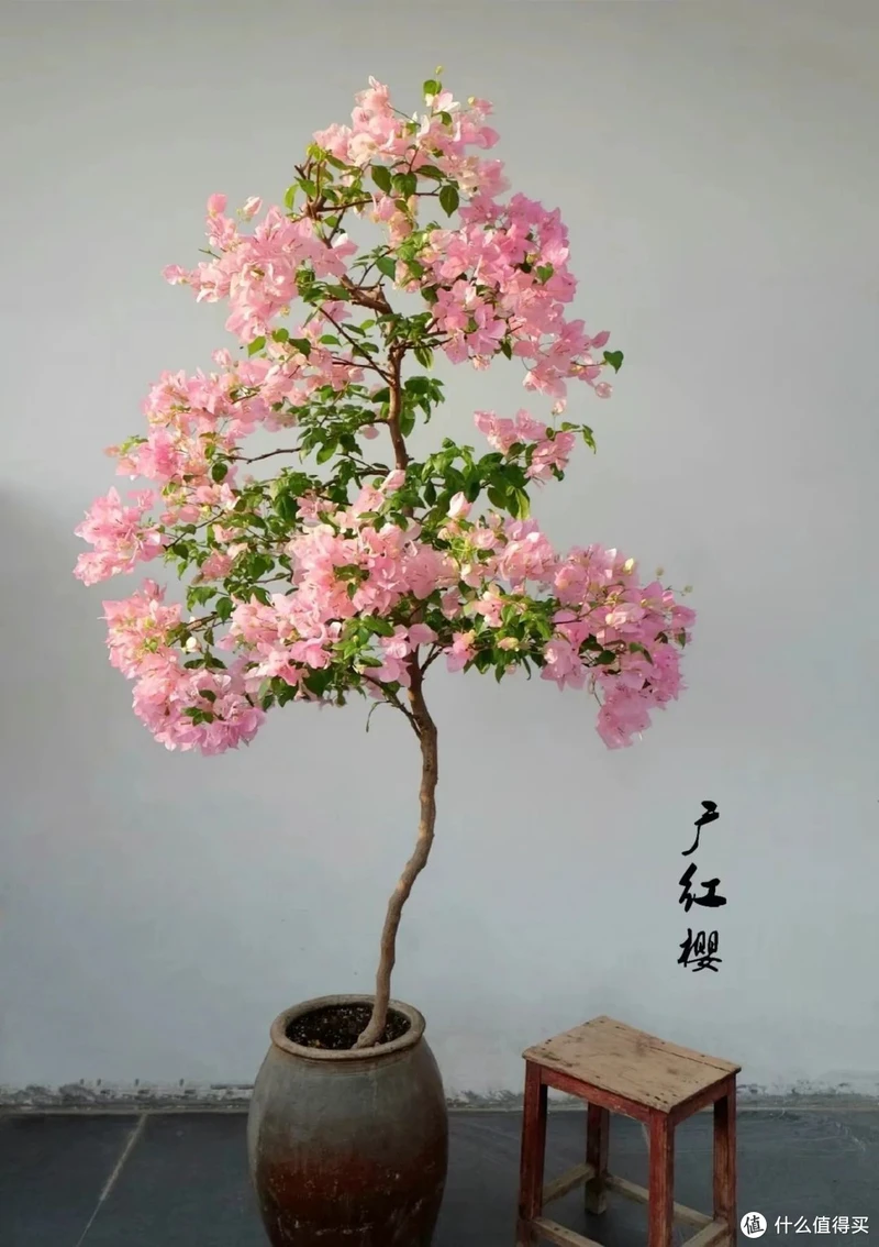 天津一太太的“三角梅花树”,仙气飘飘开满花,妥妥的视觉盛宴