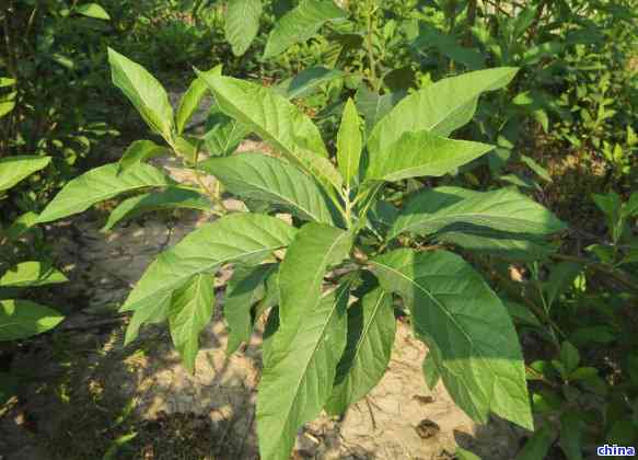茶叶树根的功效与作用，深度解析：茶叶树根的神奇功效与作用