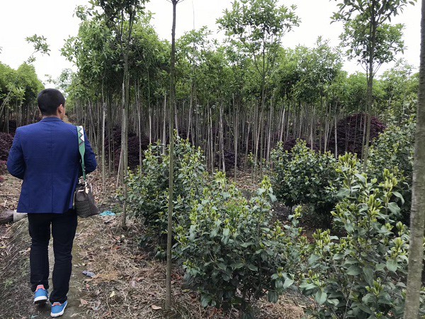 高杆桂花树定杆标准