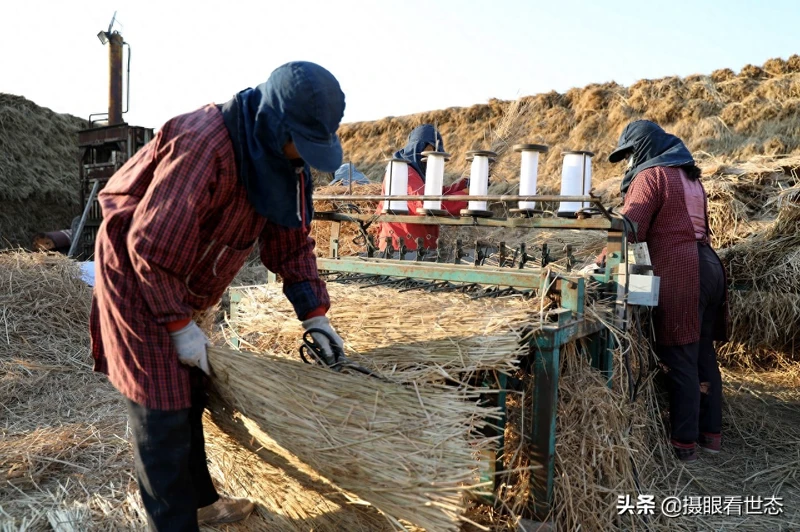 水稻收割后的稻秆扎捆晒干,编织成稻草帘,用途很广泛技术很简单