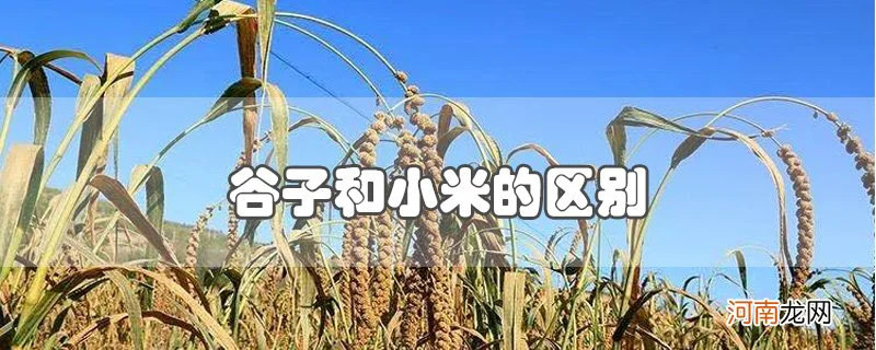 谷子和小米的区别优质