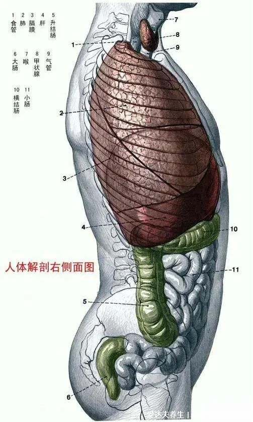 人体结构示意图器官位置图片,正面背面的人体高清解剖图