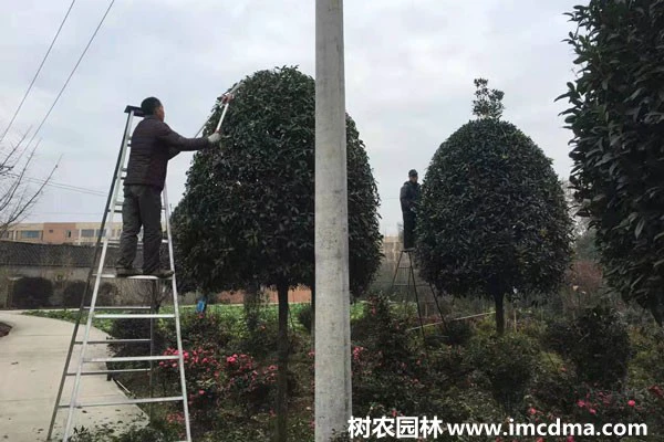 修剪主杆枝条
