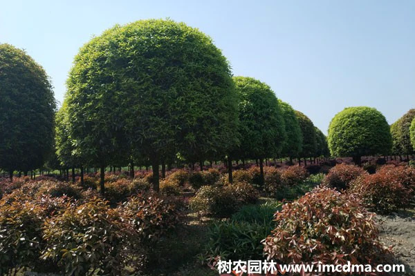 种植高桂花的必备条