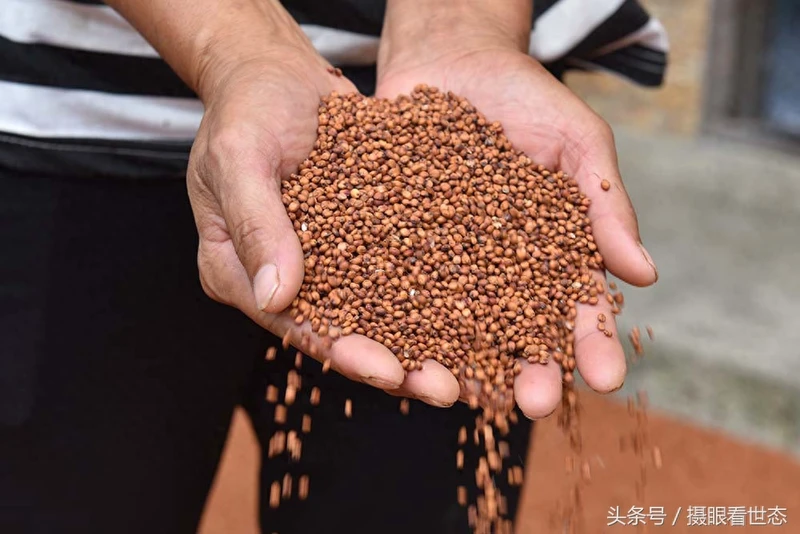 这样的高粱才是酿造茅台酒所需的糯高粱 能卖到3.6元每斤