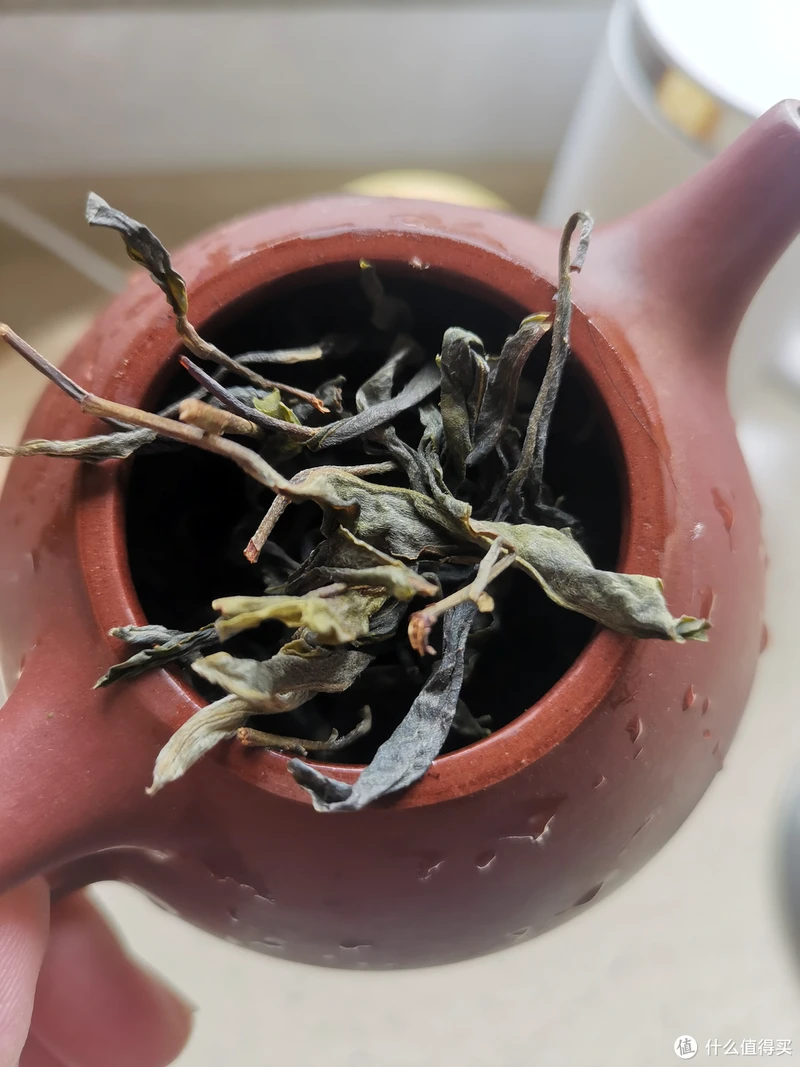 震惊!易武铜箐河殿堂级古树!嘎嘎嘎!