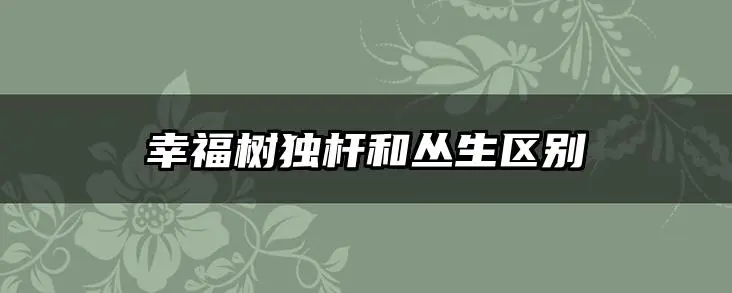 幸福树独杆和丛生区别
