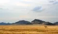 美国红枫速生栽培技术（美国红枫生长快吗怎么养）