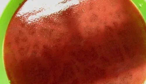 水蚤的养殖繁殖方法，一些经验供大家参考