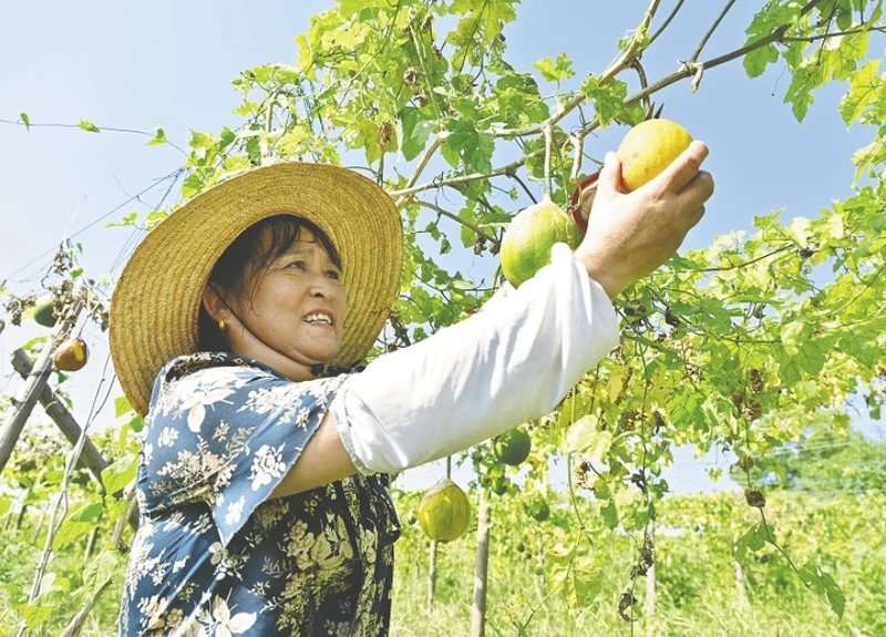 乡村“镇”兴│茈湖口镇：村村有产业 增收有良方