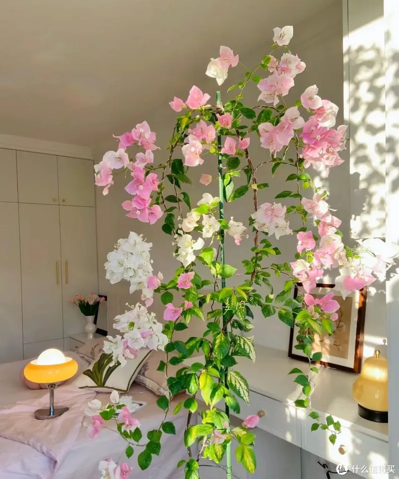 天津一太太的“三角梅花树”,仙气飘飘开满花,妥妥的视觉盛宴