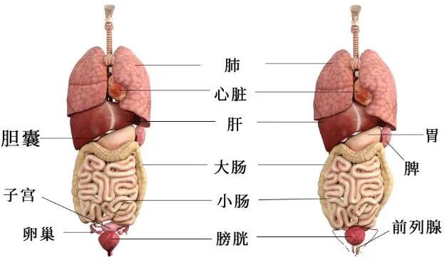人体结构示意图器官位置图片,正面背面的人体高清解剖图