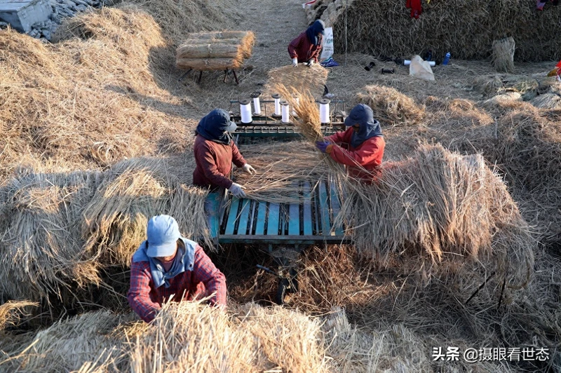 水稻收割后的稻秆扎捆晒干,编织成稻草帘,用途很广泛技术很简单