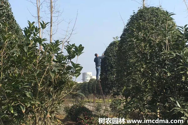 分季节整形修剪
