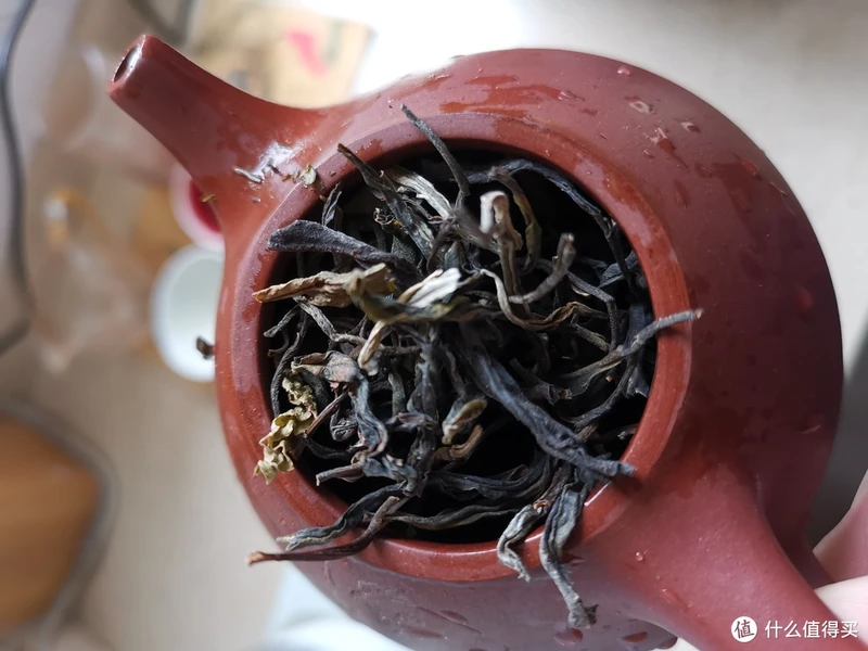 震惊!易武铜箐河殿堂级古树!嘎嘎嘎!