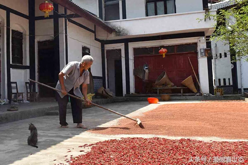 这样的高粱才是酿造茅台酒所需的糯高粱 能卖到3.6元每斤