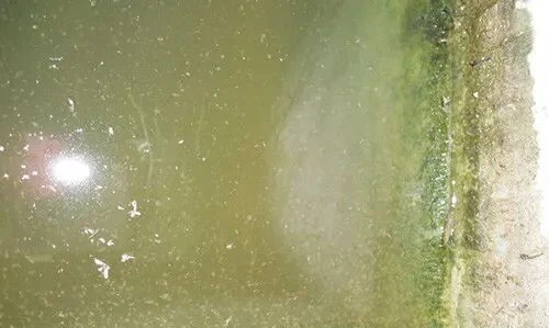 水蚤的养殖繁殖方法，一些经验供大家参考