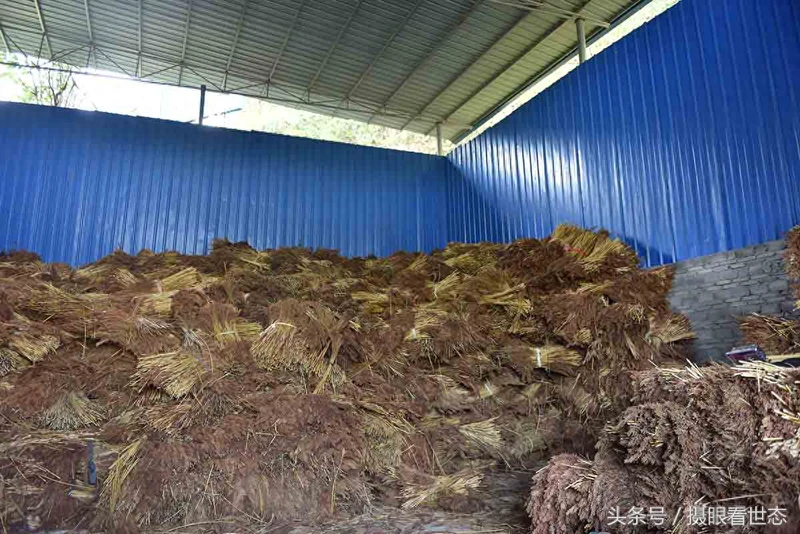 这样的高粱才是酿造茅台酒所需的糯高粱 能卖到3.6元每斤