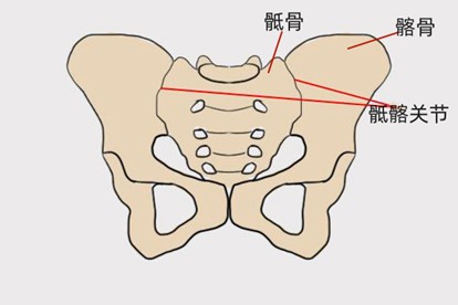 骶髂位置图