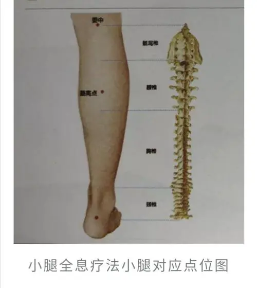 人体腿部位名称大全图解 腿部各个部位名称图