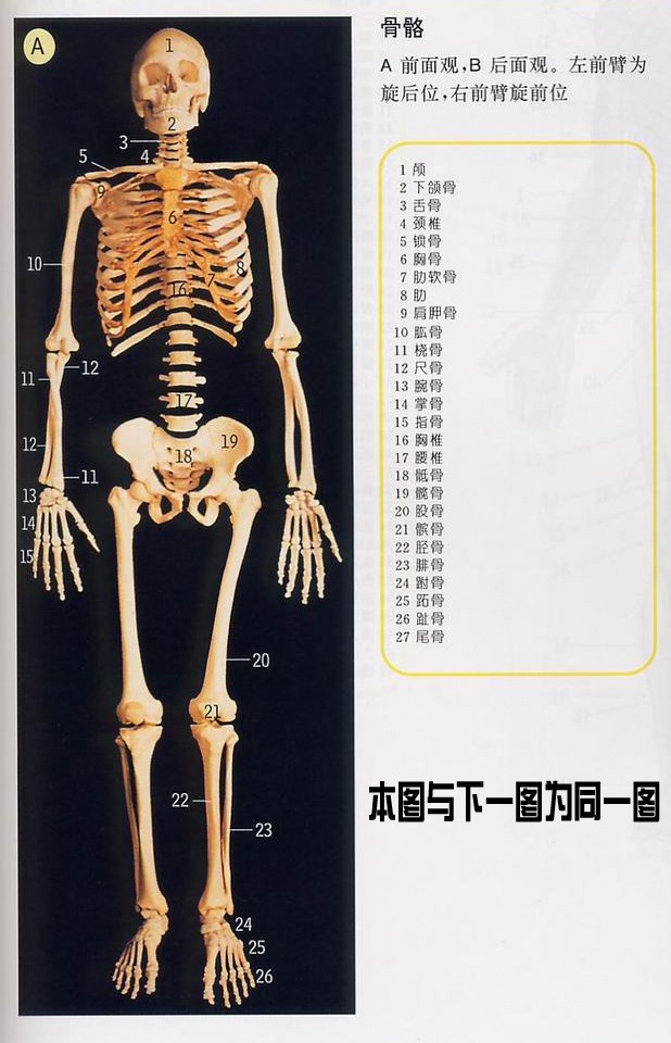 史上最全的人体(组织器官)全图