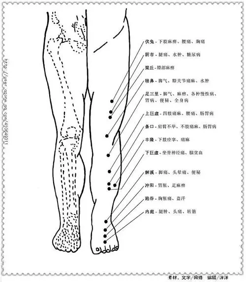 人体腿部位名称大全图解 腿部各个部位名称图