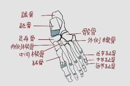 足部骨骼结构图