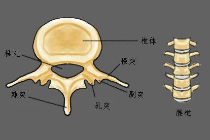 腰椎结构图