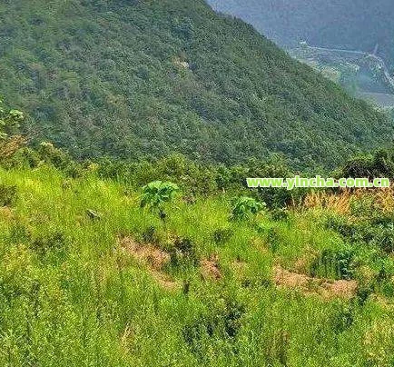 多依寨古树茶特点:揭秘南糯山上的珍贵宝藏,熟悉多依寨古树茶的价格与故事,区别多依寨与多依树,品味多依寨普洱茶的特别韵味 多依寨古树茶特点:揭秘南糯山上的珍贵宝藏,熟悉多依寨古树茶的价格与故事,区别多依寨与多依树,品味多依寨普洱茶的特别韵味