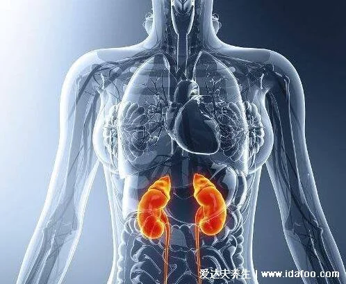 人体器官肾的位置图片,在腰部脊柱两侧(肾病变敲击肾痛)