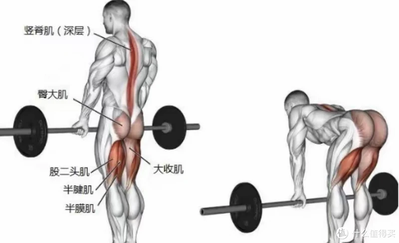 新手入门|臀腿必练的硬拉究竟怎么练?