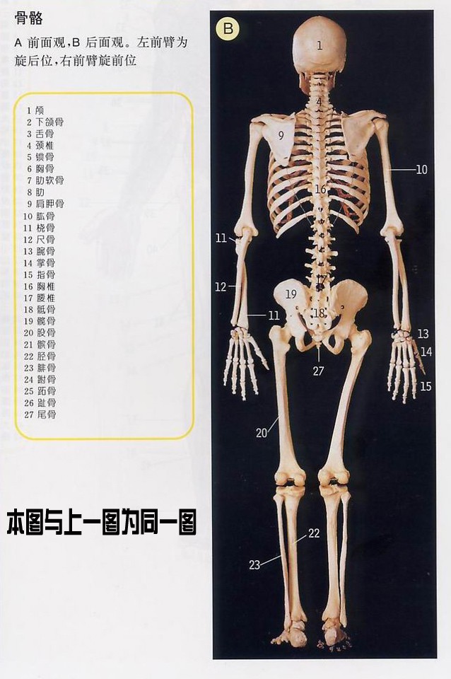 史上最全的人体(组织器官)全图